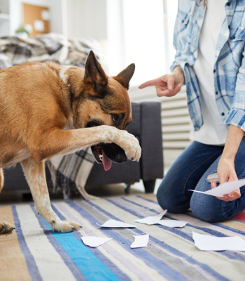 A dog looking guilty for having torn up paper. The guardian is pointing an accusatory finger. The dog has a paw over his nose. Staged image, dog isn't actually being berated.